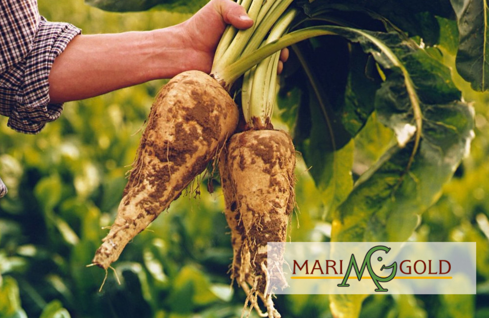 Chicory Root Fiber with MariGold Bars Logo