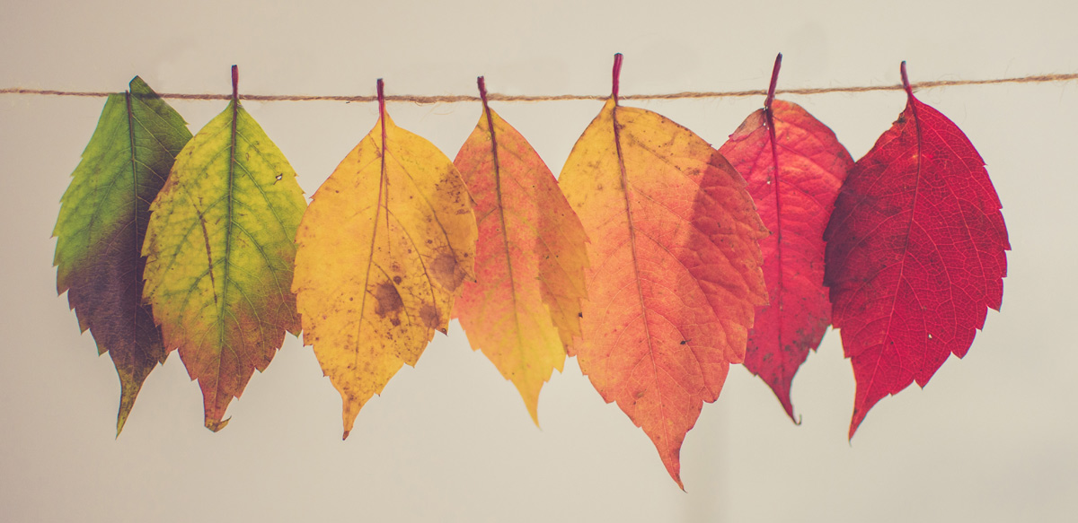 Eating Seasonally Leaves Changing Color