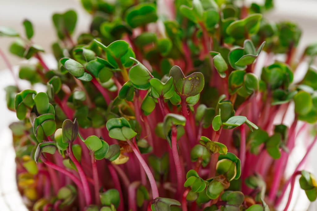 Grow Microgreens in your home for Fall