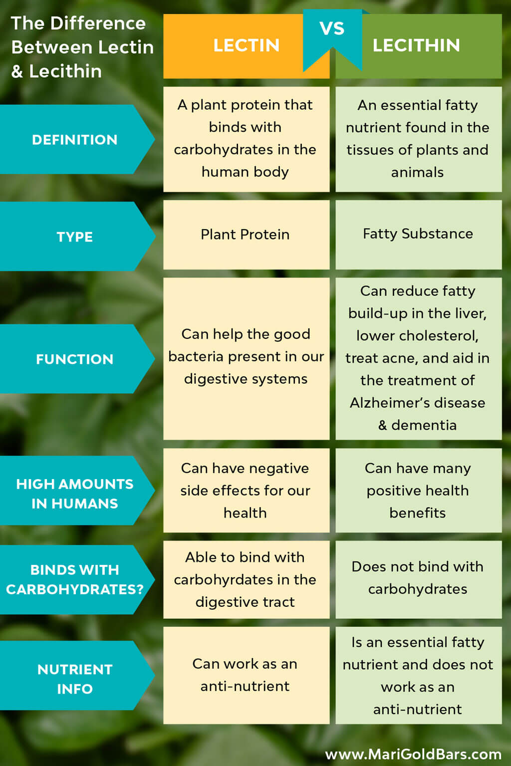 Lectin vs Lecithin Comparison Chart