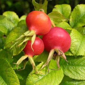 Organic Rose Hips