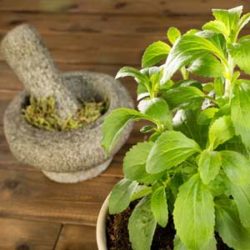 Organic Stevia in a MariGold Bar