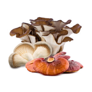 Organic TriCellium Mushroom Extract