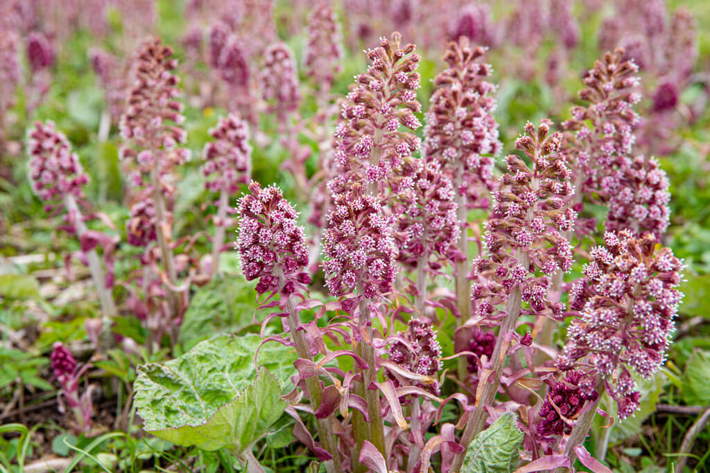 Butterbur Natural Remedy for Fall Allergies