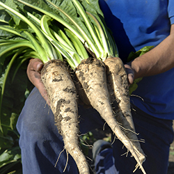 Chicory Root in a MariGold Bar