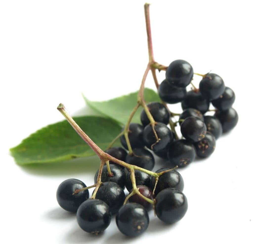 elderberry