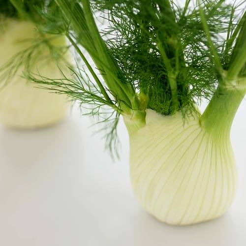 Fennel for healing your gut and fennel for gut health