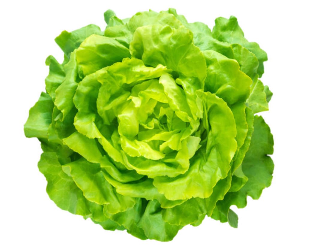 Lettuce