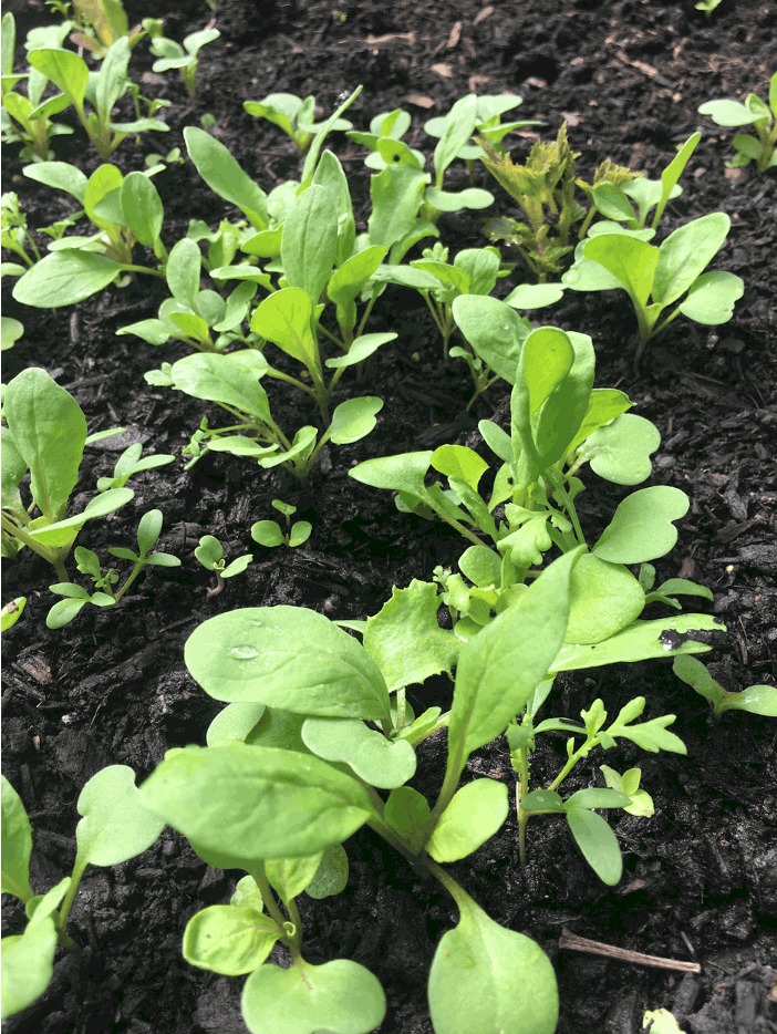 microgreens