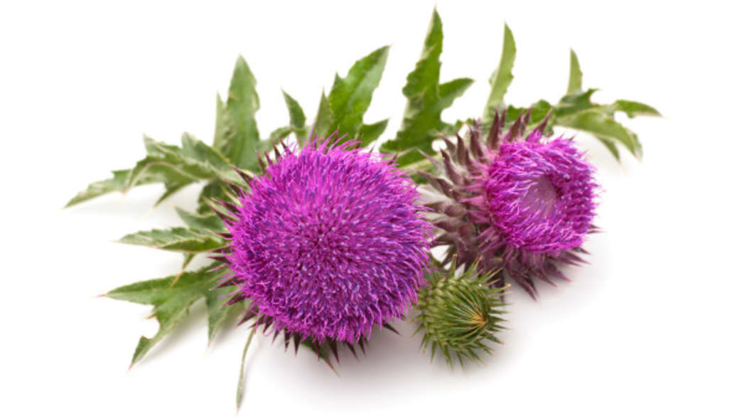 Milk Thistle