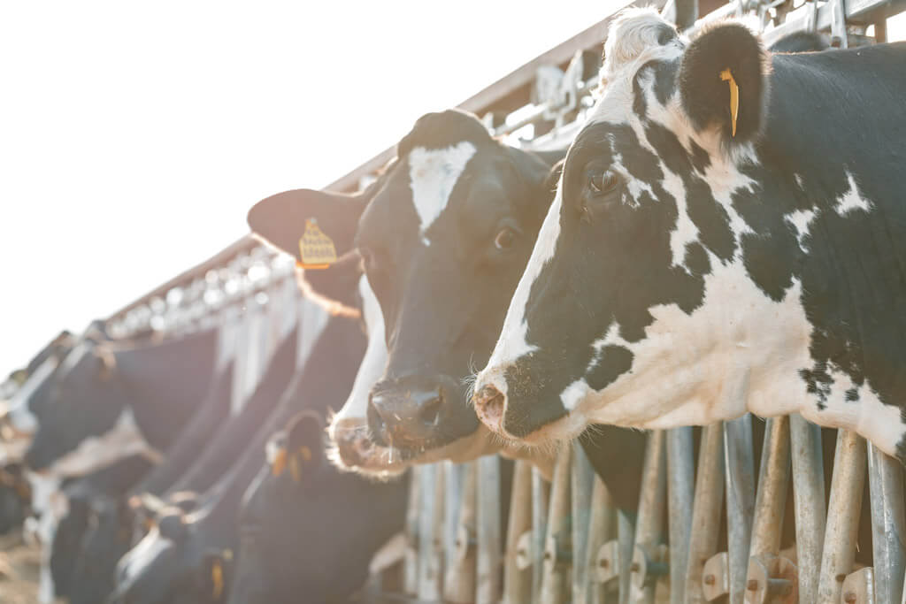 rBST Growth Hormone in Dairy