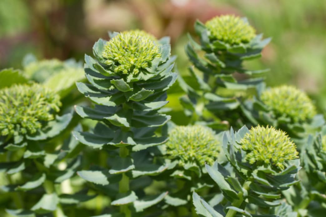 Rhodiola