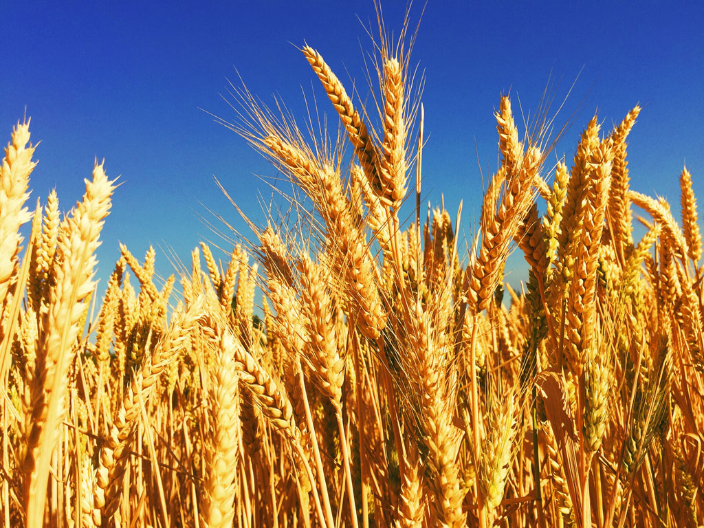 The problem with wheat - wheat field