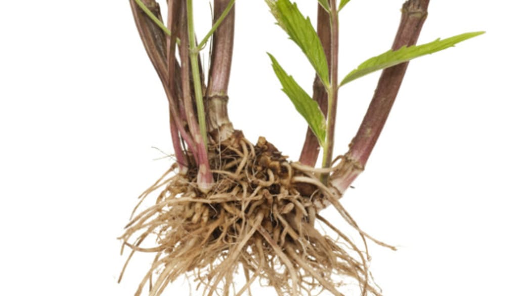 Valerian Root