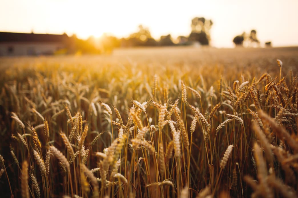 agriculture-field-grain-5980