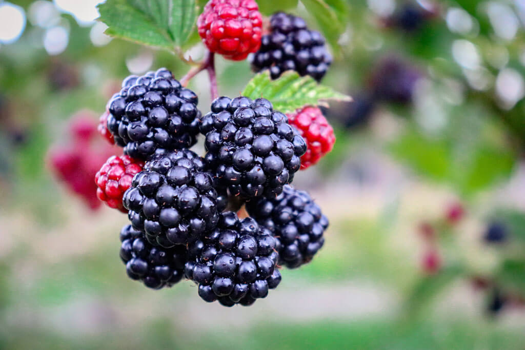 Ways to conquer colds and fight flu - berries