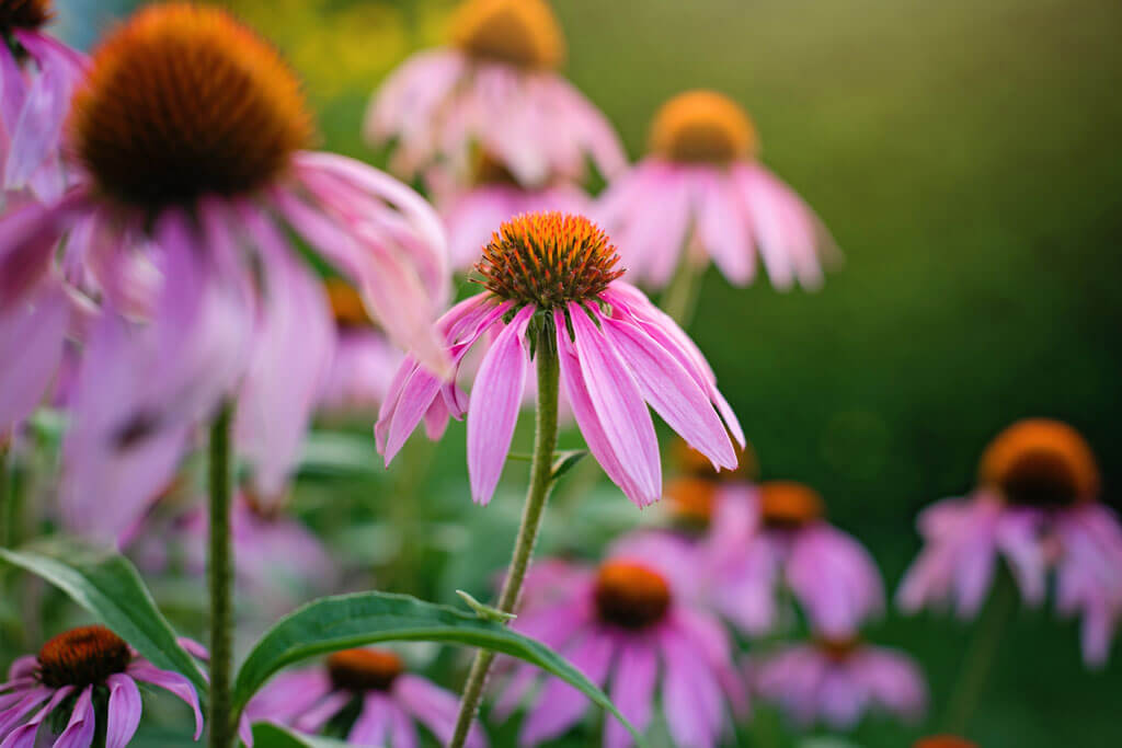 Ways to conquer colds and fight flu - echinacea